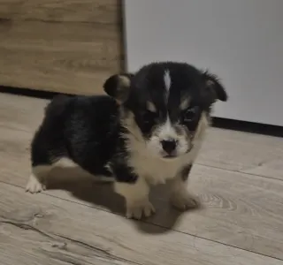 Welsh Corgi Pembroke - Leo