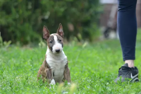 Bullterrier pitic - Nolan