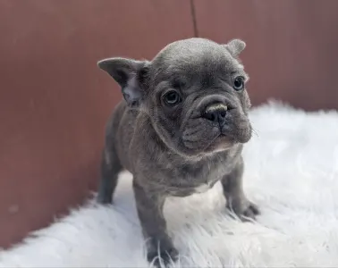 Bouledogue français - Carter