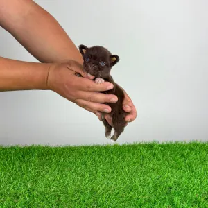 Chihuahua - Freda