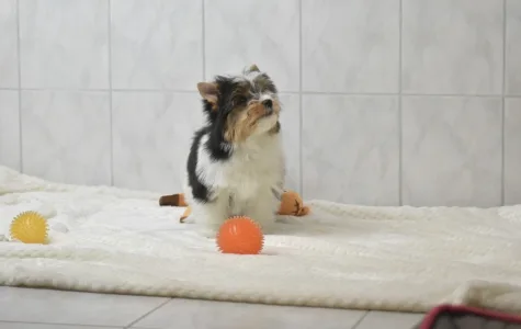 Бивер-йоркширский терьер - Raven Orient 