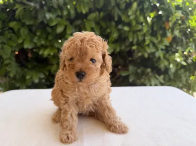 Caniche Nain - Isla