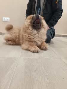 Chow Chow - La Casa De Chow Dior 