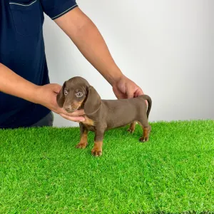 Dachshund - Chubby
