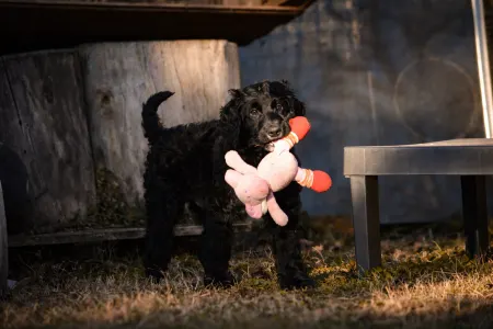 French Water Dog - Enzo