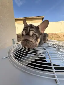 Französische Bulldogge - Moofawn