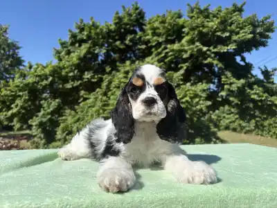 American Cocker Spaniel - Easter Lily