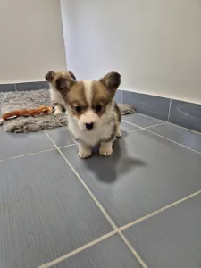 Welsh Corgi Pembroke - Dodo