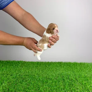 Cavalier King Charles Spaniel - Dina