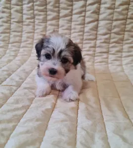 Havanese - Sabina