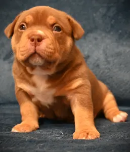 Amerikai Bully - Pocket - Winnie