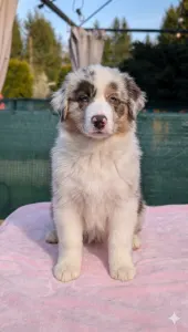 Australian Shepherd - Dunkan