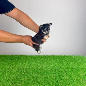Chihuahua - Lillemor