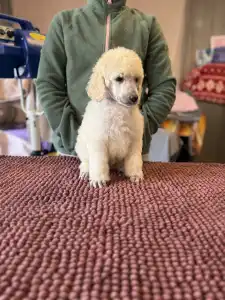 Óriás uszkár - White Boy