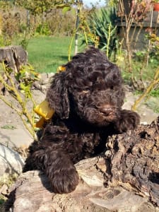 Lagotto romagnolo - Arni