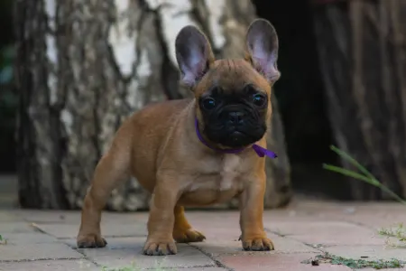 Französische Bulldogge - Black Pirate