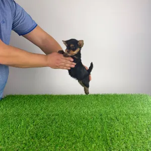 Yorkshire Terrier - Korso 