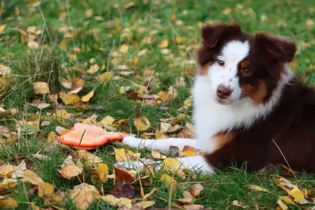 Miniature American Shepherd - Enheart Banjino Muse(strelka)