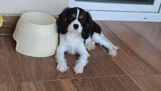 Cavalier King Čarles Španiel - Sze Tis Best Gréta