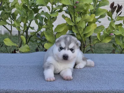 Szibériai husky - Grey Boy