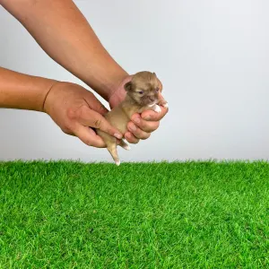 Chihuahua - Kamill