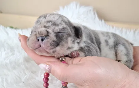 French Bulldog - Zazi