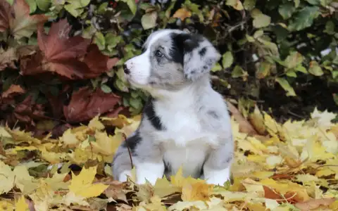 Welsh Corgi Cardigan - Axel Ebonit Exclusive