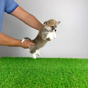 Welsh Corgi Pembroke - Quiz