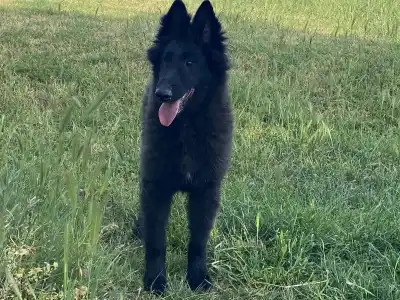 Belga juhászkutya - Gerőcsvári Black Diamond Hetty