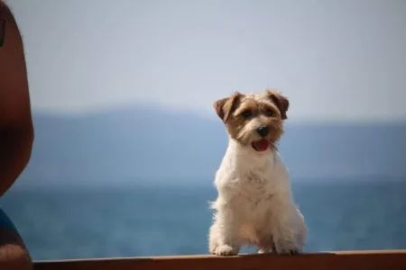 Terrier Jack Russell - Won Darka Kennel