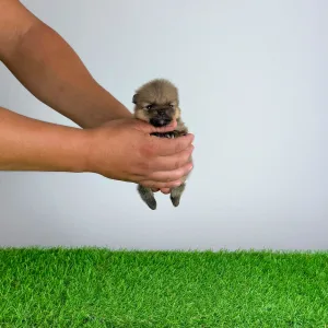 Pomeranian - Tio