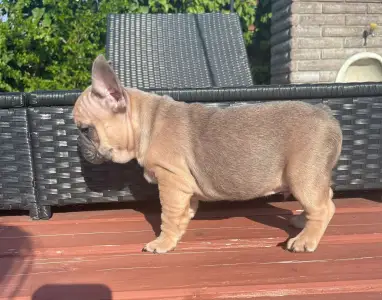 French Bulldog - Caroline