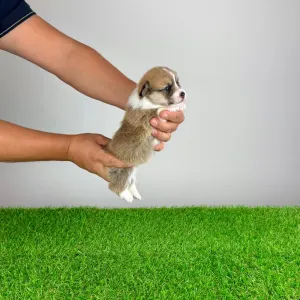 Welsh Corgi Pembroke - Baghira
