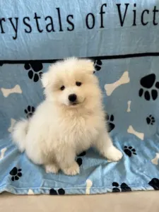 Samojed - Aurora-zoe Snowcrystals Of Victoria