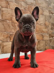 Französische Bulldogge - Bobi