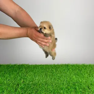 German Pomeranian Spitz - Ziro