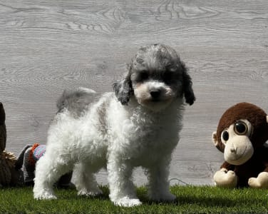 Poodle Toy - Xippe