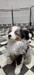 Miniatur amerikanischer Schäferhund - Against All Odds Sparkles Of Joy
