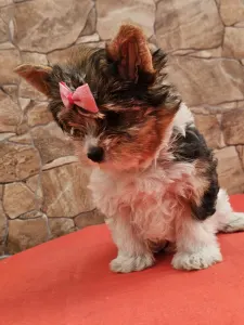 Biewer Terrier - Bianka