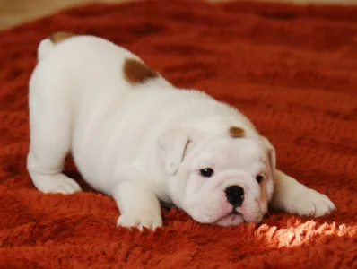 Angol bulldog - Rengőhegyi-ormán Liam 