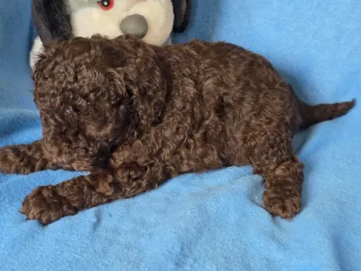 Cavapoo - Truffle