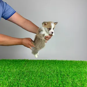 Welsh Corgi Pembroke - Phillip