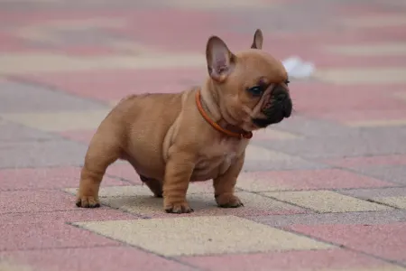 Französische Bulldogge - Ufo