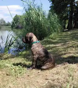 Cane Corso - Argos