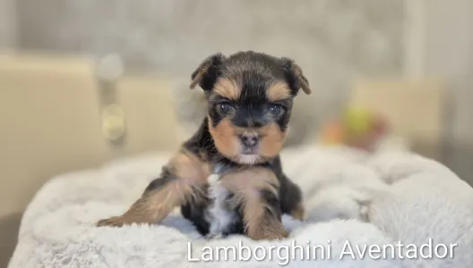 Yorkshire Terrier - Lamborghini Aventador
