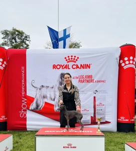 Olasz agár - Libero Lieto Italian Greyhound Kennel