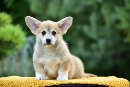 Corgi galez Pembroke - Gingers Heritage Joy Of Lefkada