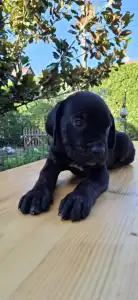 Cane Corso - Buster