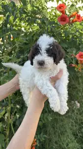 Lagotto Romagnolo - Pearl Hart