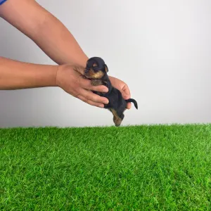 Yorkshire Terrier - Henny